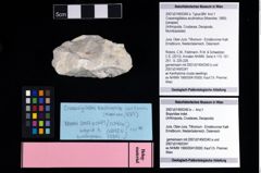 Foto (Objekt + Etikett) von Cracensigillatus acutirostrus (Moericke, 1889)  (NHMW-GEO-2007z0149-0340a)